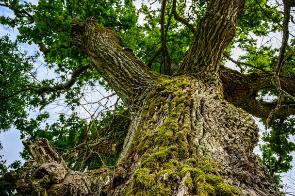 下から上へのオークビュー。樹皮と緑の葉に苔を持つ強大な古い木. - 写真・画像