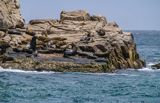 Cabo San Lucas, Mexico - 22 april 2008: Zuidkant van Baha California. De dichtslibben van de grouip van de zeehonden op beige rots formatie. Blauw-groenachtig oceaanwater vooraan onder de blauwe lucht.. - Foto, afbeelding