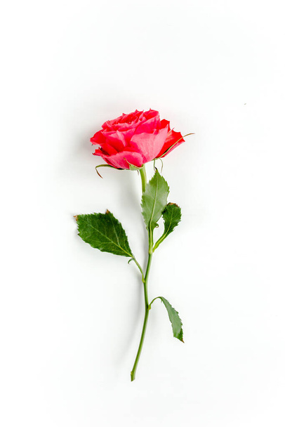 Red rose on white background. Minimal spring floral pattern. Flat lay, top view. - Foto, Imagem