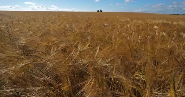 Campo de cebada en Loiret, Francia - Imágenes, Vídeo