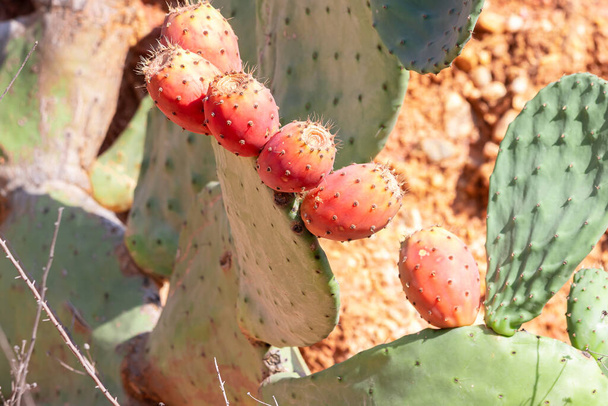 Pêra espinhosa cacto fechar com frutas na cor vermelha. Opuntia é um género botânico pertencente à família Cactaceae. As peras espinhosas também são conhecidas como atum (fruta), sabra, nopal - Foto, Imagem
