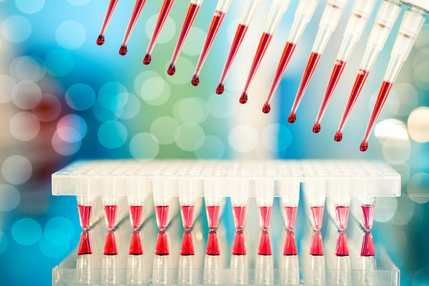 Multichannel pipette tips filled in with reaction mixture to amp - 写真・画像