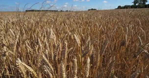 Campo de trigo en Loiret, Francia - Imágenes, Vídeo