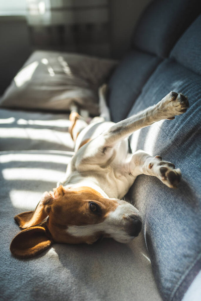Κουρασμένο σκυλί beagle κοιμάται σε έναν καναπέ στο φωτεινό δωμάτιο. - Φωτογραφία, εικόνα