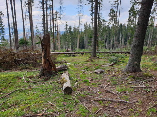Ontbossing in het natuurpark. Milieuprobleem in de Apuseni bergen. Het omhakken van pijnbomen, illegale houtkap in Transsylvanië, Roemenië. Dode bomen in dennenbos, Apuseni-gebergte, Roemenië - Foto, afbeelding