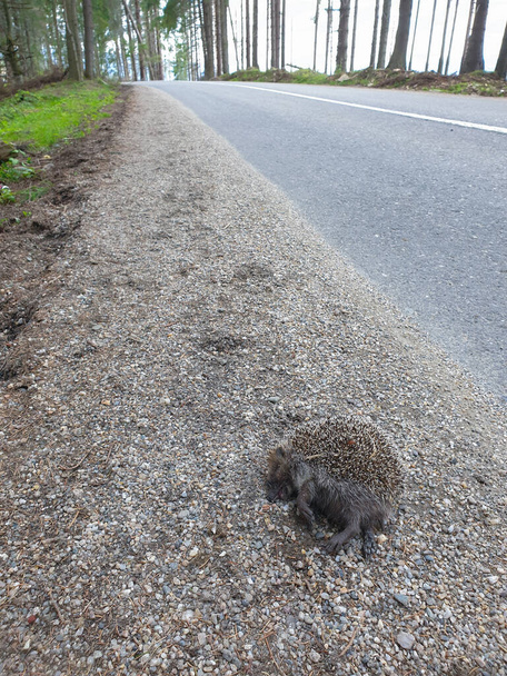 Dead wild hedgehog killed by car in nature. Roadkill animal victim of traffic in natural environment. Dead wildlife as consequence of overpopulation. - Photo, Image