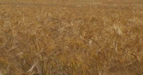 Barley field, departamento de Loiret, França - Filmagem, Vídeo