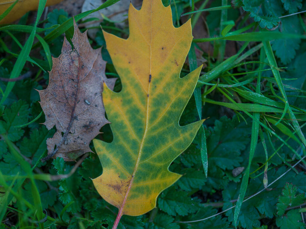 Düşen yaprak renksiz yaprağın yanında renk kaybediyor - Fotoğraf, Görsel