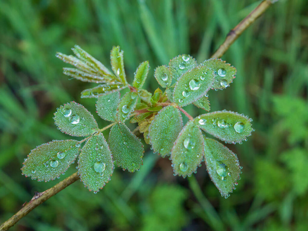 Liść z kroplami wody po deszczu - Zdjęcie, obraz