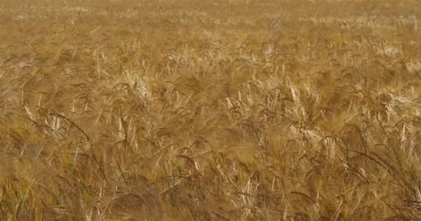 Barley field, διαμέρισμα Loiret, Γαλλία - Πλάνα, βίντεο