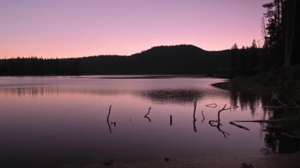 Силуетні дерева і рожеве небо відбиваються в озері Спаркс (Орегон).. - Кадри, відео