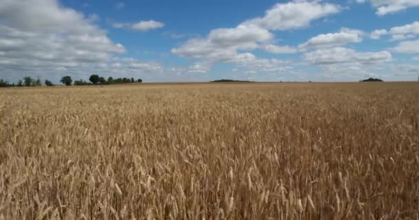 Пшеничное поле в Луаре, Франция - Кадры, видео