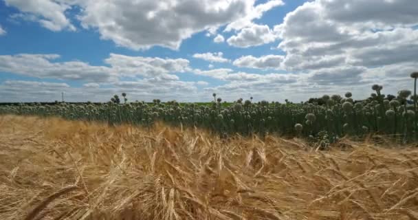 Barley and onion fields, Loiret depatment, Γαλλία. Σε πρώτο πλάνο υπάρχουν barleys, στο παρασκήνιο είναι κρεμμύδια - Πλάνα, βίντεο