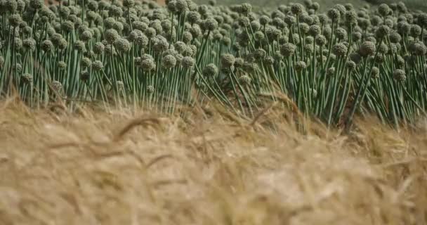 On the fbackground are onions, in the foreground is a barley field. - Footage, Video