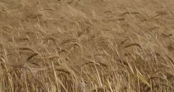 Ячменное поле, департамент Луаре, Франция - Кадры, видео