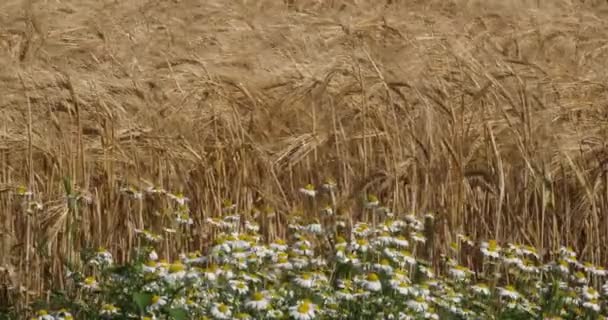 Campo de trigo con flores, Loiret depatment, Francia - Imágenes, Vídeo