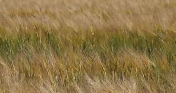 Árpa mező, Loiret megye, Franciaország - Felvétel, videó