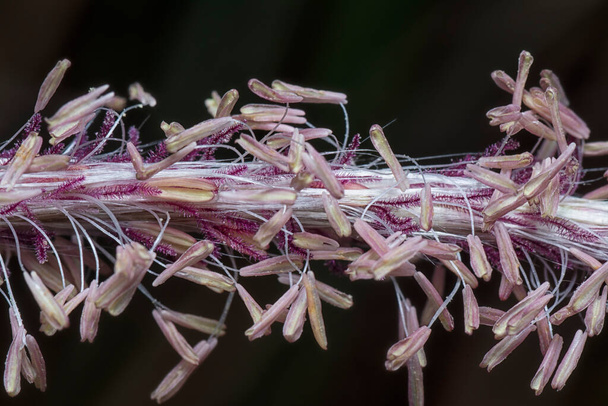 macro shot van de blady aziatische gras bloem. - Foto, afbeelding