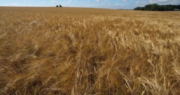 Barley field, Loiret depatment, Γαλλία - Πλάνα, βίντεο