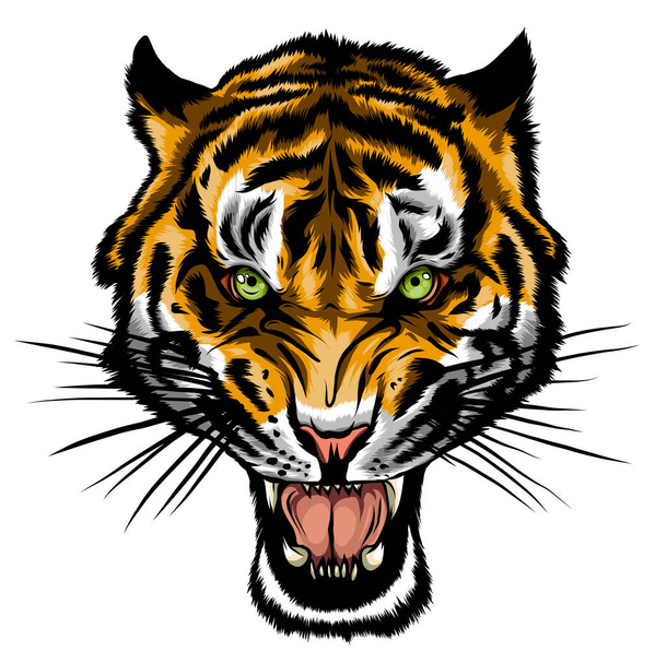 Cólera de tigre. Ilustración vectorial de una cabeza de tigre. - Vector, Imagen