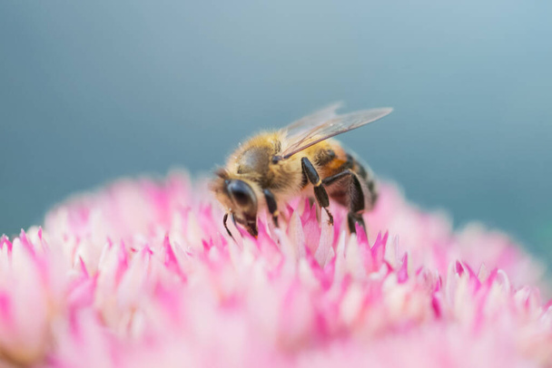 Les abeilles mellifères recueillent du pollen et du nectar sur la fleur de Spiraea. Macro shot. - Photo, image