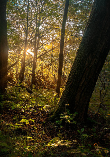 Dawn in the taiga forest in summer  - Fotografie, Obrázek