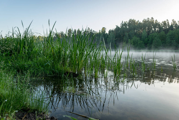 nevoeiro paisagem com lago, juncos do lago em primeiro plano, nevoeiro claro na superfície do lago, início da manhã de verão - Foto, Imagem