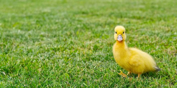 Small newborn ducklings walking on backyard on green grass. Yellow cute duckling running on meadow field in sunny day. Banner or panoramic shot with duck chick on grass - Photo, Image