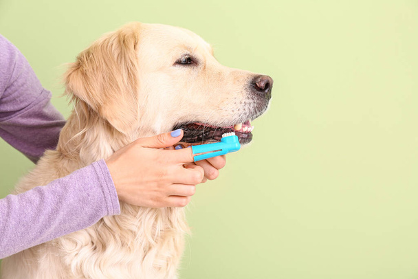 Propietario cepillado dientes de perro lindo contra el fondo de color - Foto, Imagen