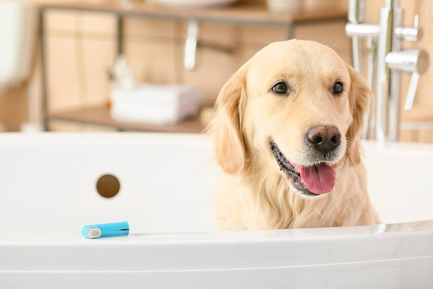Słodki pies ze szczoteczką do zębów w łazience - Zdjęcie, obraz