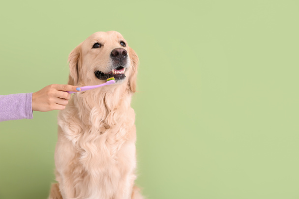 Владелец чистит зубы милой собаке на цветном фоне - Фото, изображение