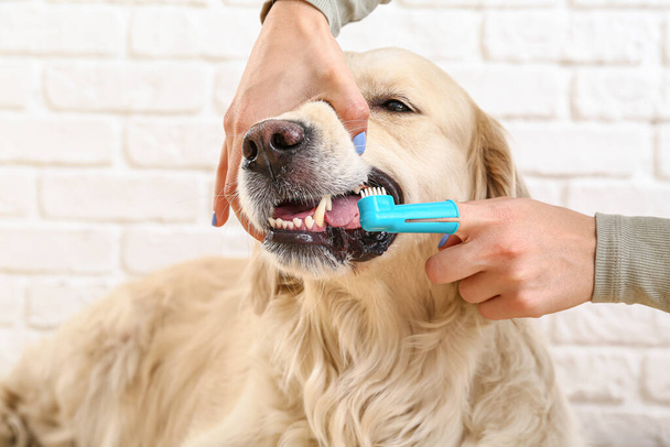 Ιδιοκτήτης βουρτσίζει τα δόντια του χαριτωμένου σκύλου στο σπίτι - Φωτογραφία, εικόνα
