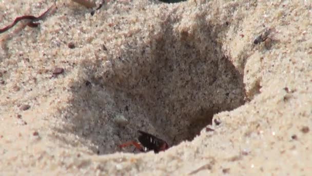 Wespe schafft Unterschlupf in Sandstrand Insektenfliege - Filmmaterial, Video