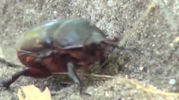 Primer plano de escarabajo arrastrándose día soleado insecto
 - Metraje, vídeo