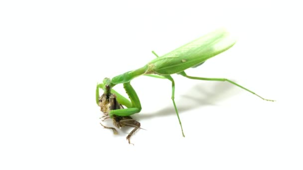 Προσευχή mantis θήρευση σε λευκό φόντο - Πλάνα, βίντεο