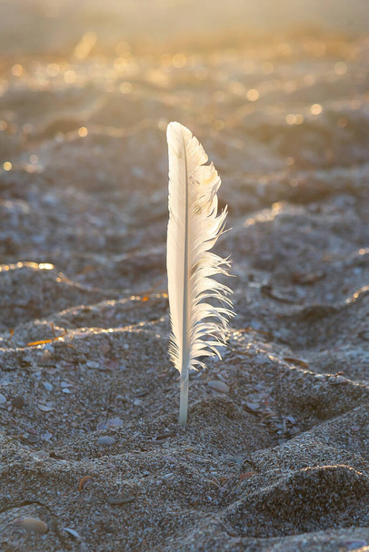 Перо белой чайки застряло в песке - Фото, изображение