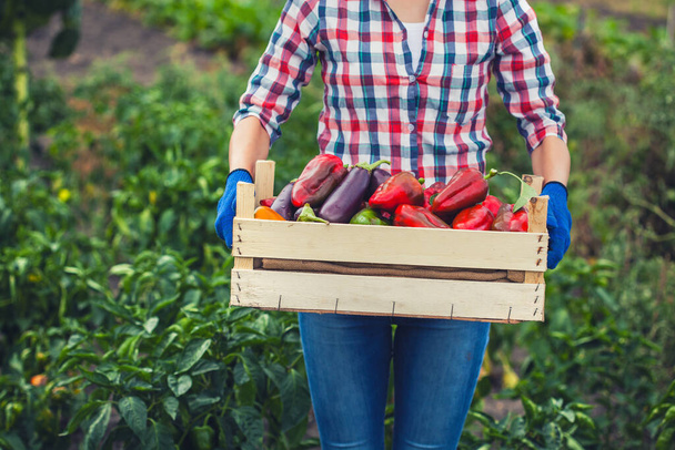 woman farmer harvests pepper and eggplant in the vegetable garden. - Fotó, kép