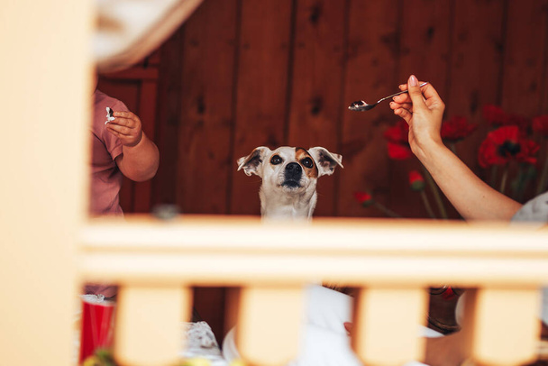 Cute dog standing on two legs begging food. Jack Russell Terrier wanted food on spoon in hand owner. - Photo, Image