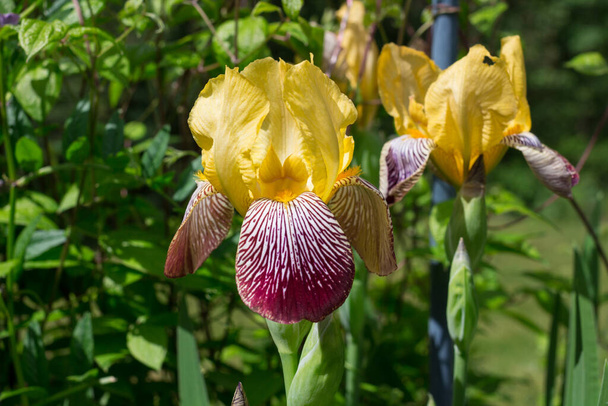 Primer plano de las flores amarillas-lila del iris (lat. Iris) perenne sobre un fondo verde. - Foto, imagen