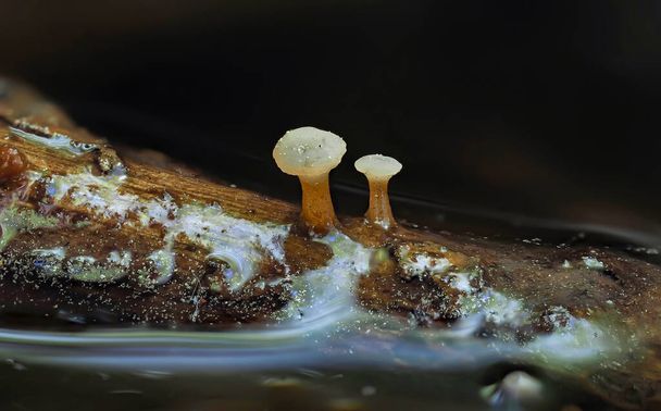 Kevätneula (Cudoniella clavus)) - Valokuva, kuva