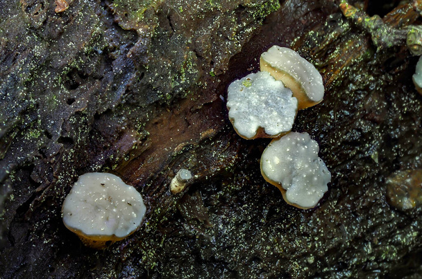 De Cudoniella tenuispora is een paddenstoel op rottend hout - Foto, afbeelding