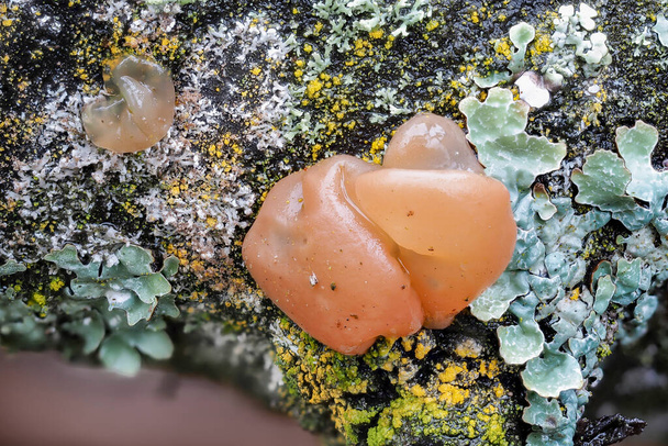The Ditangium cerasi is a mushroom on cherry wood - Photo, Image