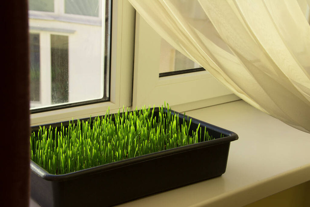 plateau avec herbe pour chat sur le rebord de la fenêtre. - Photo, image