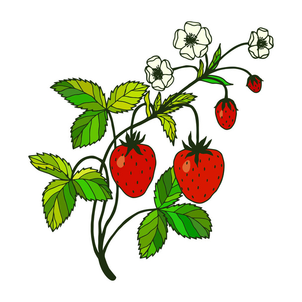 card with drawing strawberry plant and berries isolated on white background, vector, illustration - Vektor, kép