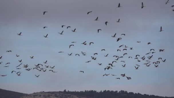 Μεγάλη ομάδα γερανών που πετούν σε εξαιρετικά αργή κίνηση - Πλάνα, βίντεο