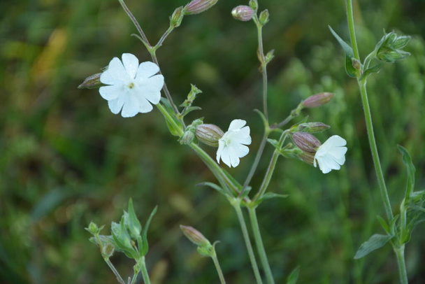 一般的なサポナリア(Saponaria officinalis 、 Caryophyllaceae) -多年生植物はまた、バウンス賭け、カラス石鹸、野生の甘いウィリアムやソイプとして知られています。白い花を間近で見ることができます。天然薬に使用される. - 写真・画像