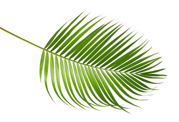 Hojas de palma amarilla (Dypsis lutescens) o palma de caña dorada, hojas de palma de Areca, follaje tropical aislado sobre fondo blanco con camino de recorte - Foto, Imagen