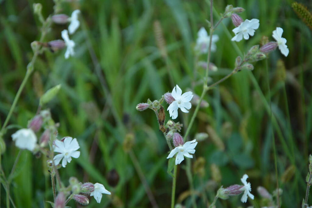 Common soapwort (Saponaria officinalis, Caryophyllaceae) - perennial plant known also as bouncing-bet, crow soap, wild sweet William or soapweed. White flowers close-up view. Used in natural medicine. - Photo, Image