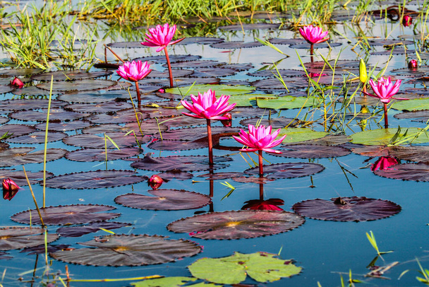 Lotus plantation on Inle Lake in Myanmar, former Burma in Asia - Фото, изображение