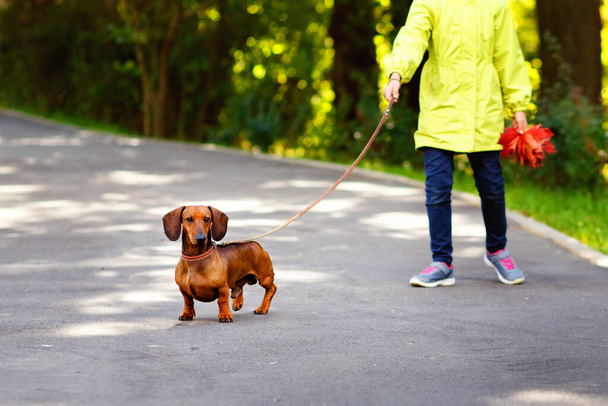 Walking my dog on a leash in the Park. A child with a red purebred Dachshund on a walk - Foto, afbeelding
